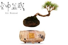 Air Bonsai 空中磁悬浮盆栽