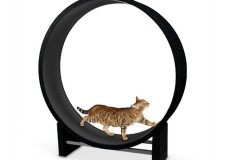 One Fast CAT 宠物猫锻炼旋转运动轮跑步机