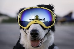 雷克斯佩客 REX SPECS 犬用护目镜