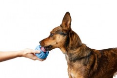 Woof Pupsicle 漏食球
