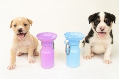 Springer 宠物水壶