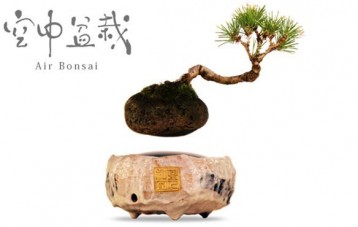 Air Bonsai 空中磁悬浮盆栽