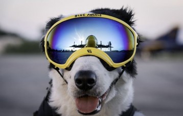 雷克斯佩客 REX SPECS 犬用护目镜