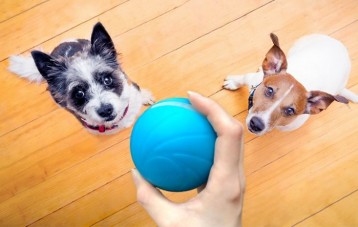 七布 Cheerble 疯狂跳跳球 Wicked Ball 宠物玩具