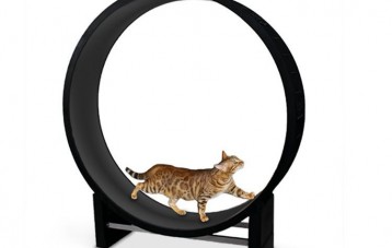 宠物猫锻炼旋转运动轮跑步机