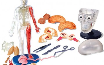Smartlab 人体器官模型玩具